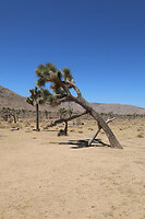 A tired Joshua Tree