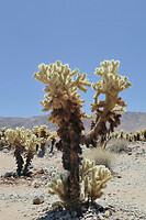 Cholla Cactus