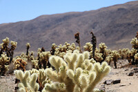 Cholla Cacti