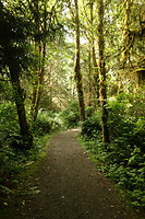 Rainforrest