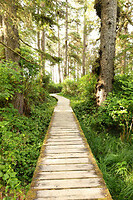 Boardwalk in the rainforrest