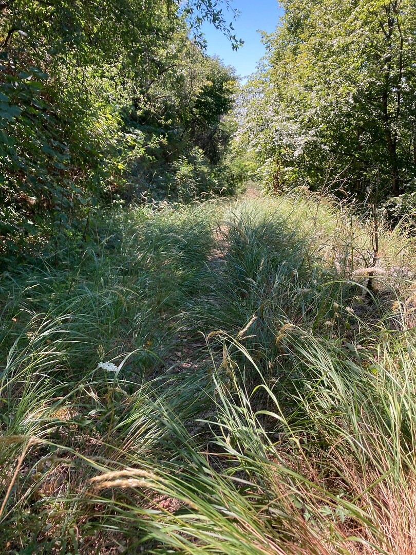 kriebelgras