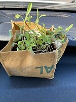 auto-plant-project