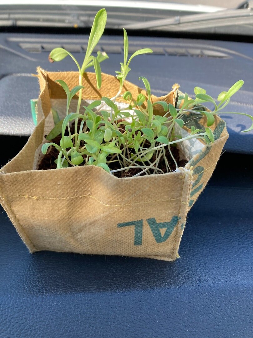 auto-plant-project