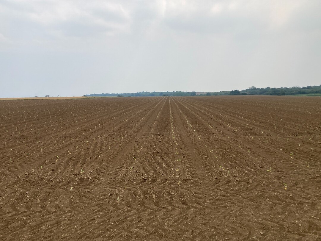 plantjes