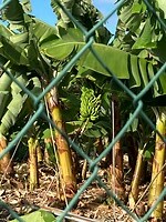 bananentros