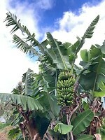 bananen in een tuin