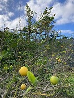 citrusfruit uit eigen tuin (nou ja, niet van ons dus)