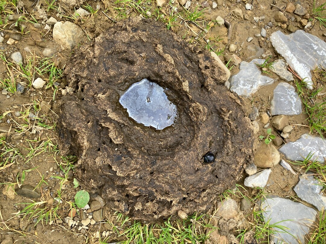 mestkever
