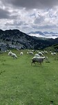iets met schapen en de Rode zee