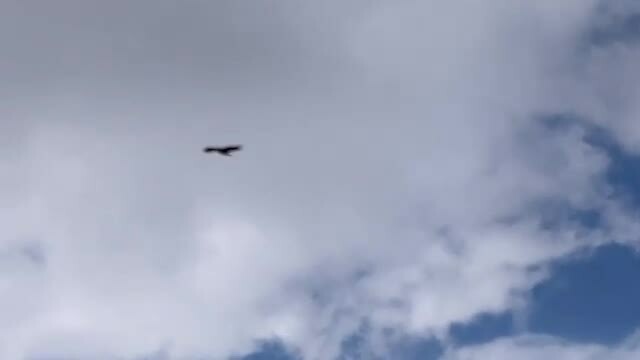 Roofvogel zweeft op de wind