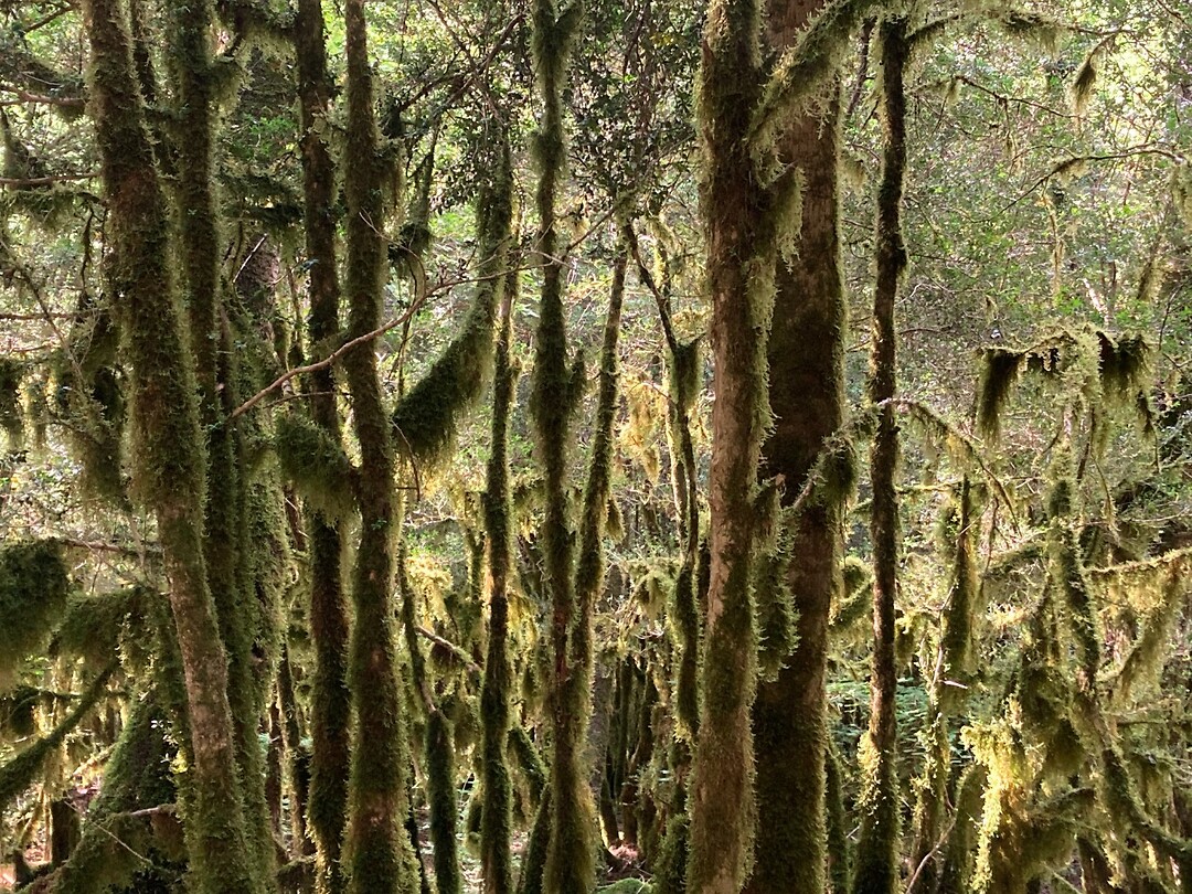 sprookjesbos