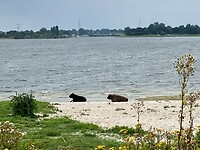 zee-koeien