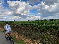 fietsen langs de wijngaarden