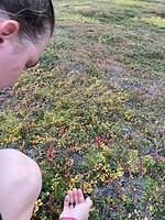 blauwe bessen plukken