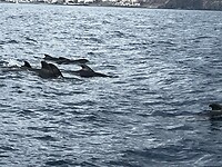 pilot whales