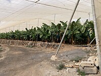 overdekte plantage