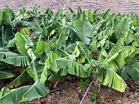 bananenplantage