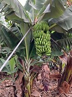 trosje bananen