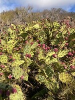 mooie cactus