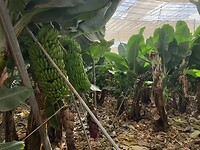 bananenplantage
