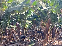 een wilde geitenfamilie bezoekt de plantage