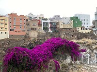 bougainvillea maakt de wereld mooier