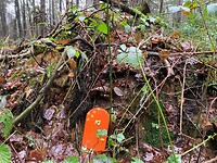 kabouters in het bos