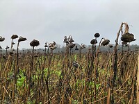 uitgebloeide zonnebloemen