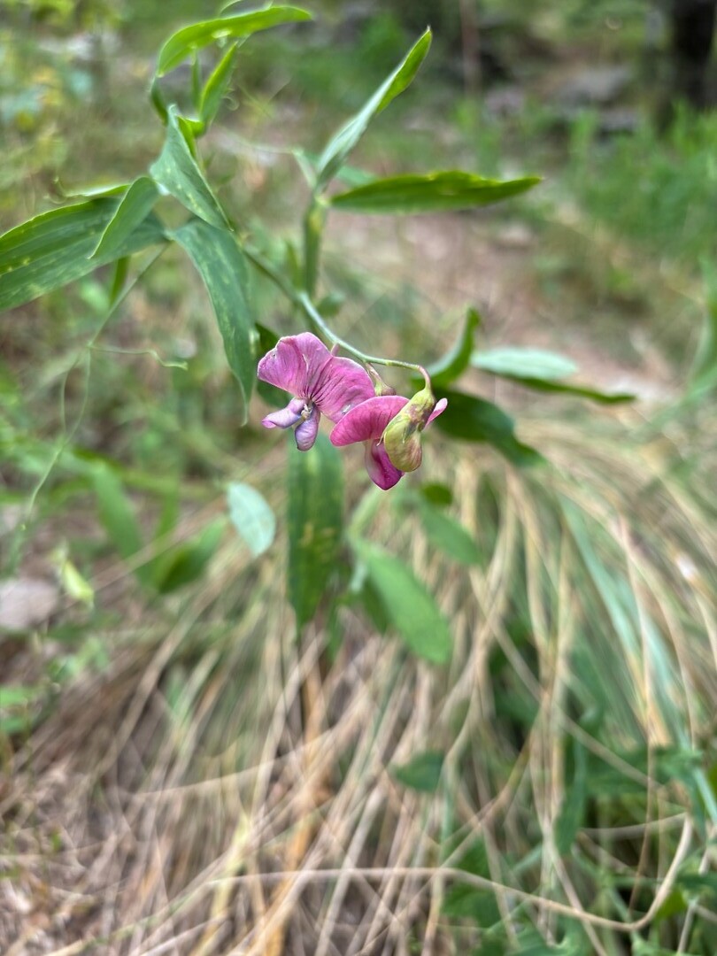 lathyrus