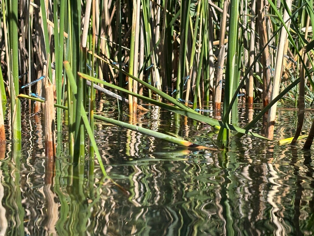 zoek de libelles