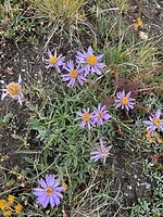 Corné, z'n mooie bloemetjes; geen chrysant of herfstaster maar de bergaster.