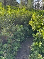 smal paadje met hoge en vooral natte begroeiing
