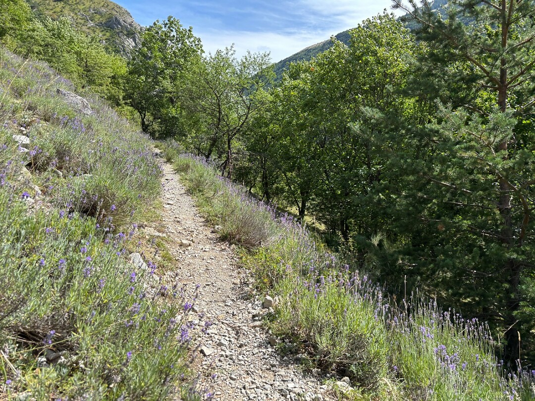 wilde lavendel