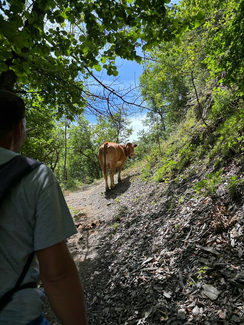 koe op de weg