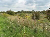 kaardebol en ander mooi spul
