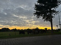 avond rondje met koeien