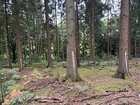 rubberplantage?