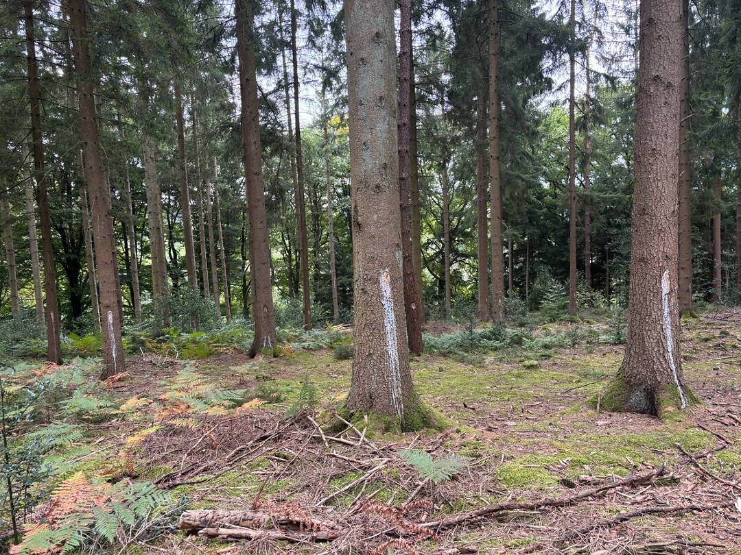 rubberplantage?