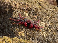 krab