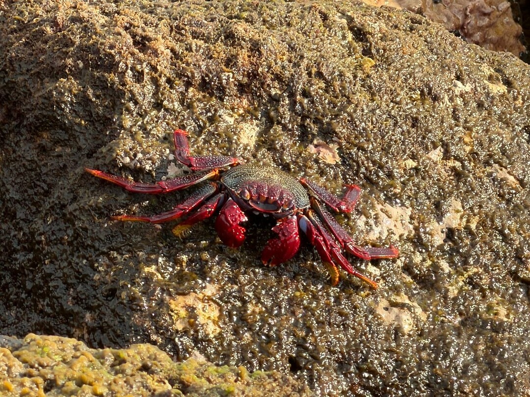 krab