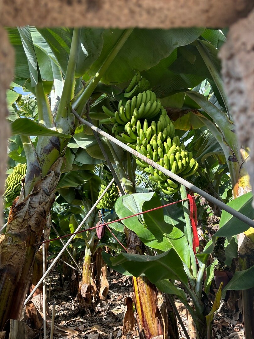 banaan