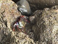 krab gespot