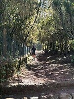 mysterieus bos