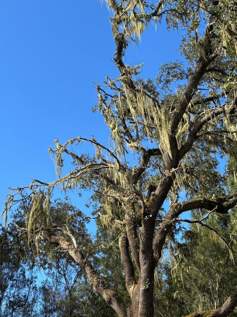mos in de bomen