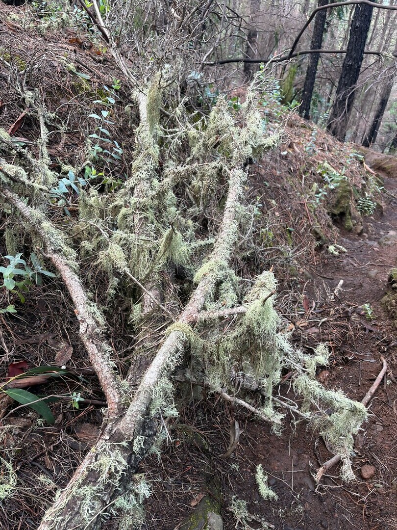 mossige bomen