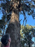 eucalyptus