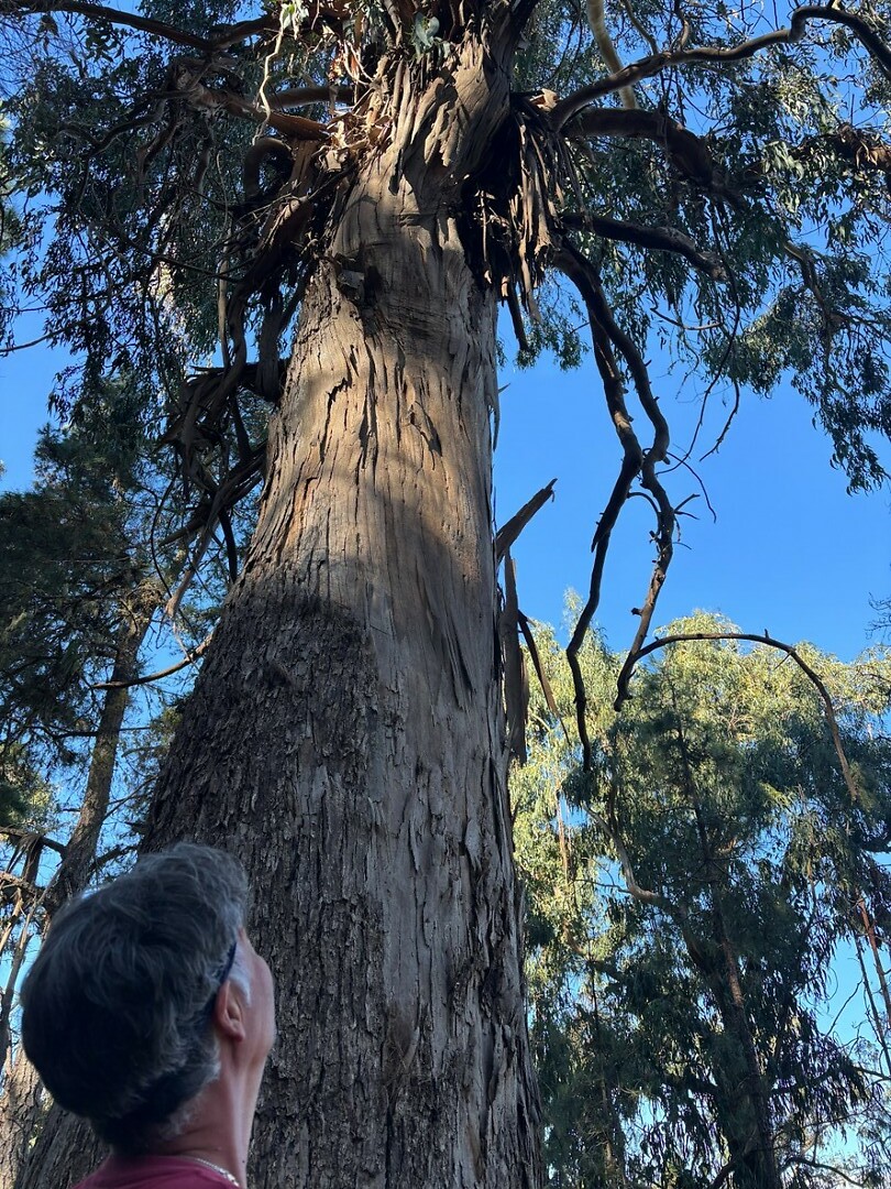 eucalyptus