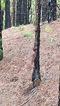 De grote bonte specht is actief