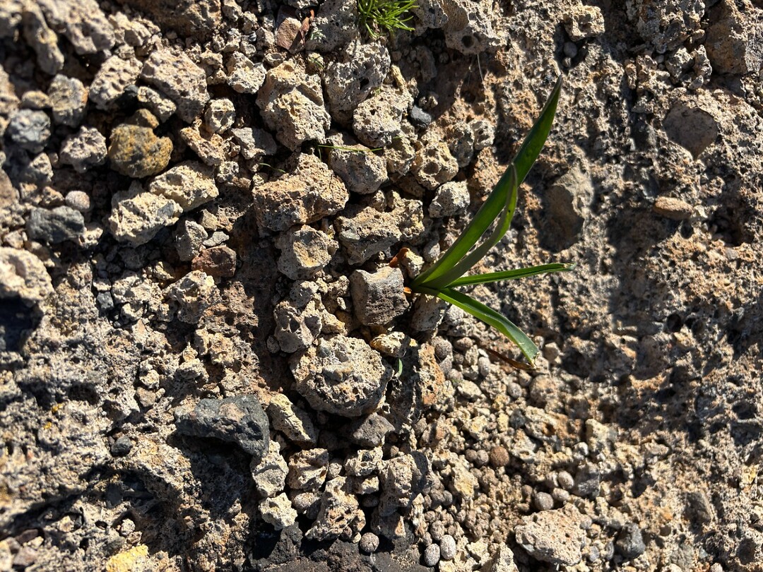 dapper plantje